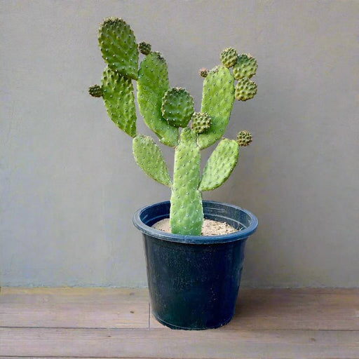 Opuntia Consolea | Road Kill Cactus - Greensouq - 