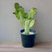 Opuntia Consolea | Road Kill Cactus - Greensouq - 