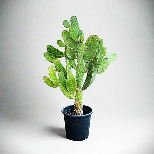 Opuntia Consolea | Road Kill Cactus - Greensouq - 