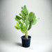Opuntia Consolea | Road Kill Cactus - Greensouq - 