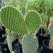 Opuntia Ficus Indica “Barbary or Indian Fig” 40 - 60cm - Greensouq - 