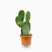 Opuntia Ficus Indica “Barbary or Indian Fig” 40 - 60cm - Greensouq - 