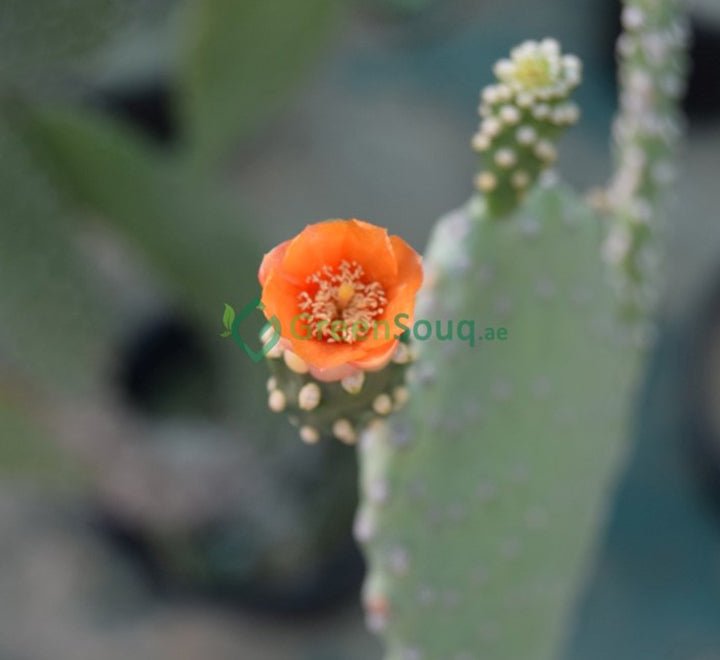 Opuntia Ficus Indica “Barbary or Indian Fig” 40 - 60cm - Greensouq - 
