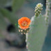 Opuntia Ficus Indica “Barbary or Indian Fig” 40 - 60cm - Greensouq - 