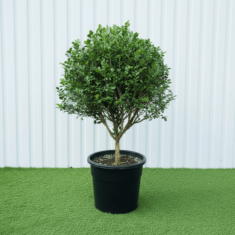 Orange Jasmine / Murraya Paniculata Exotica - Greensouq - 