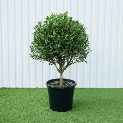 Orange Jasmine / Murraya Paniculata Exotica - Greensouq - 
