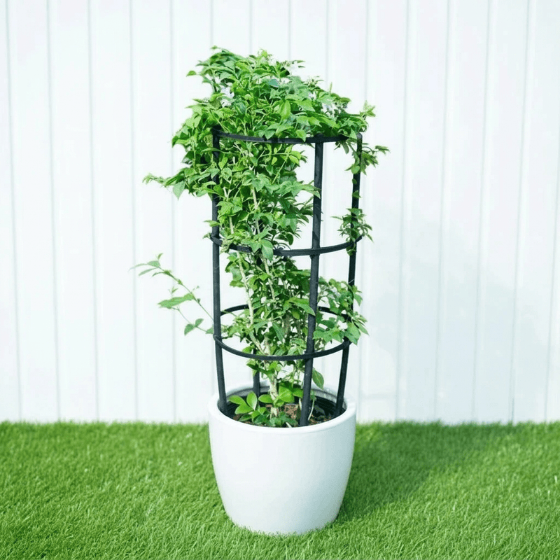 Orange or Thai Jasmine - Murraya Paniculata | UAE's Top Selling Plant! - Greensouq -