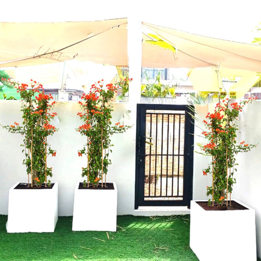 orangebougainvilela in grp square pot