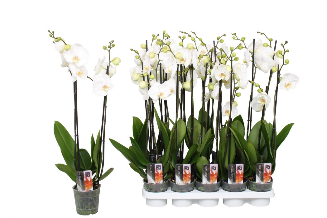 orchids double stem
