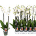 orchids double stem