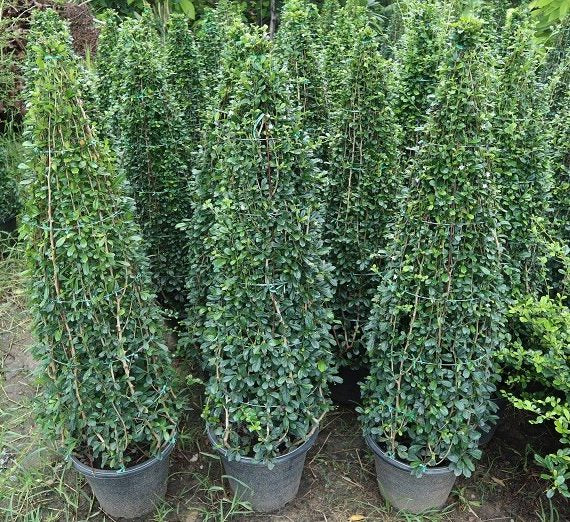 Ehretia Cone "Ehretia Microphylla" Green Souq