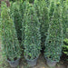 Ehretia Cone "Ehretia Microphylla" Green Souq