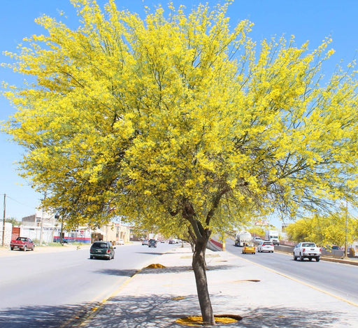 Parkinsonia Greensouq