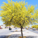 Parkinsonia Greensouq