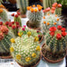 Ornamental Cactus 5 - 8cm - Greensouq - 