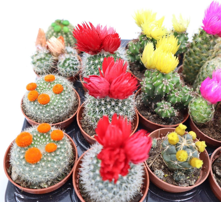 Ornamental Cactus 5 - 8cm - Greensouq - 