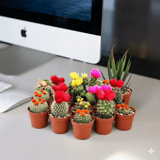 Ornamental Cactus (5 - 8cm) | UAE's Most Liked Cactus! - Greensouq - 