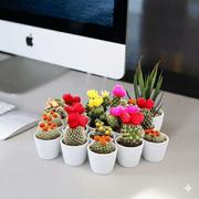 Ornamental Cactus (5 - 8cm) | UAE's Most Liked Cactus! - Greensouq - 