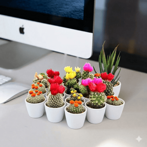 Ornamental Cactus (5 - 8cm) | UAE's Most Liked Cactus! - Greensouq - 