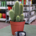 Ornamental Cactus 7 - 15cm - Greensouq - 