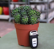 Ornamental Cactus 7 - 15cm - Greensouq - 