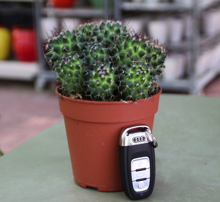 Ornamental Cactus 7 - 15cm - Greensouq - 