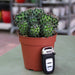 Ornamental Cactus 7 - 15cm - Greensouq - 