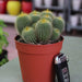 Ornamental Cactus 7 - 15cm - Greensouq - 