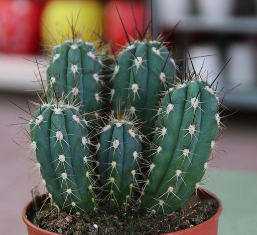 Ornamental Cactus 7 - 15cm - Greensouq - 