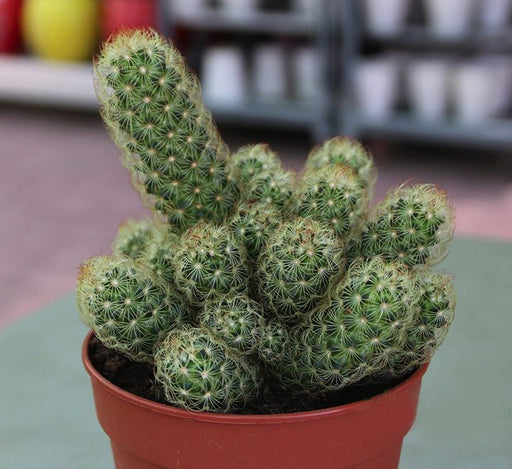 Ornamental Cactus 7 - 15cm - Greensouq - 