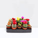 ornamental cactus