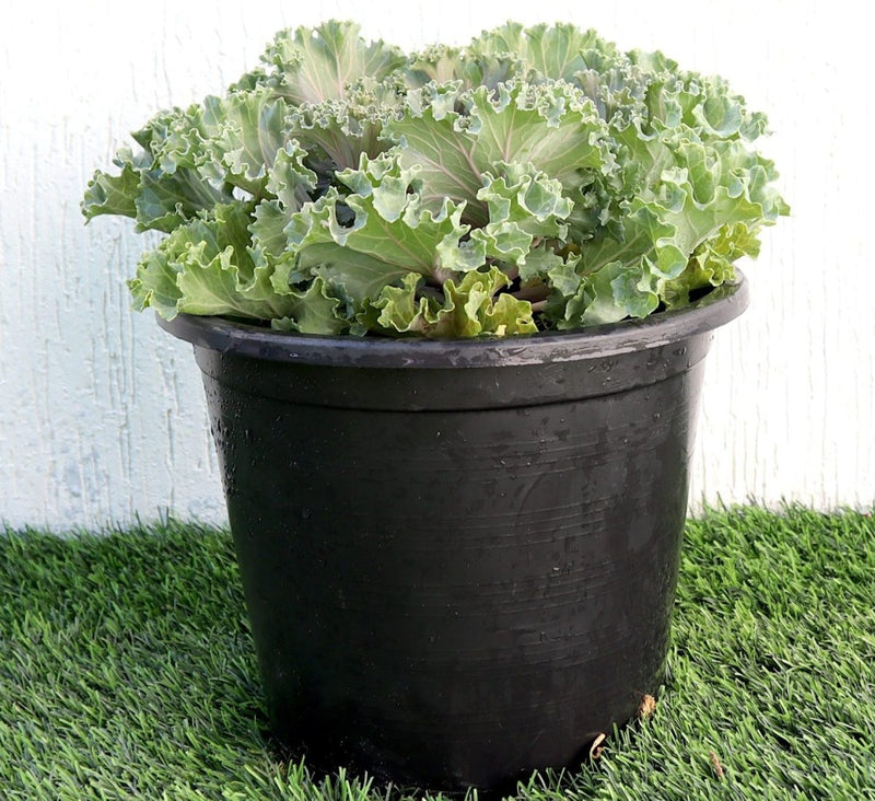 Ornamental Kale "Brassica oleracea" - Greensouq - 