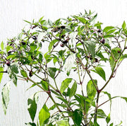 Ornamental pepper plant - Greensouq - 
