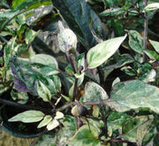 Ornamental pepper plant - Greensouq - 