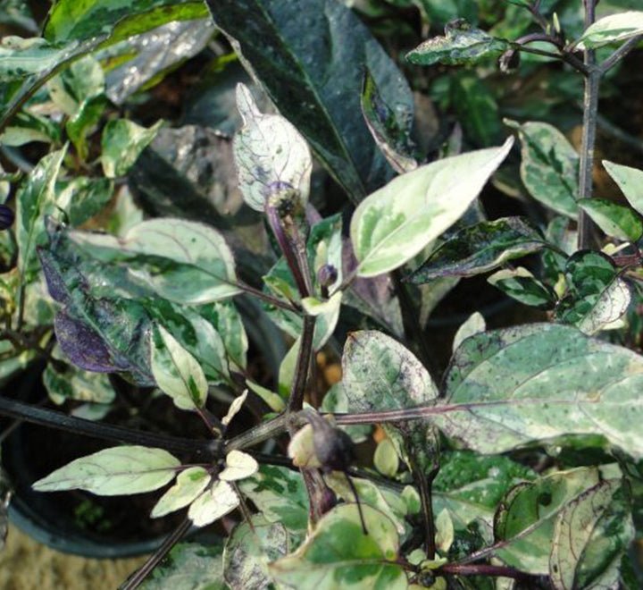 Ornamental pepper plant - Greensouq - 