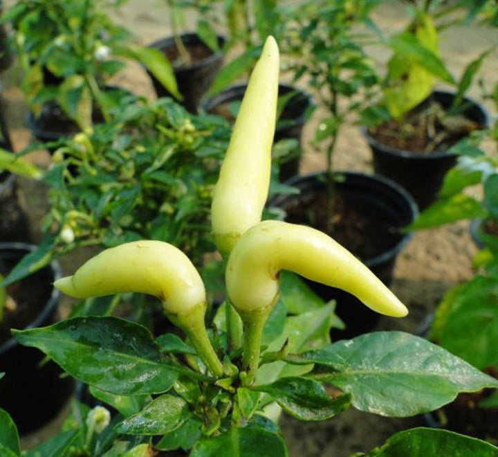 Ornamental pepper plant - Greensouq - 