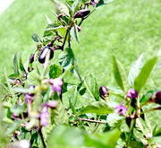 Ornamental pepper plant - Greensouq - 