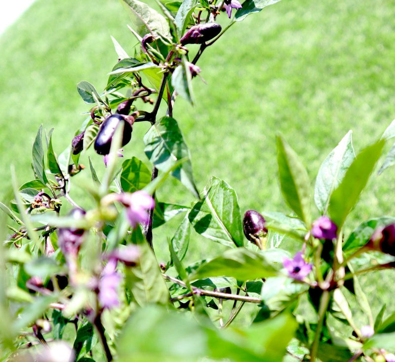 Ornamental pepper plant - Greensouq - 