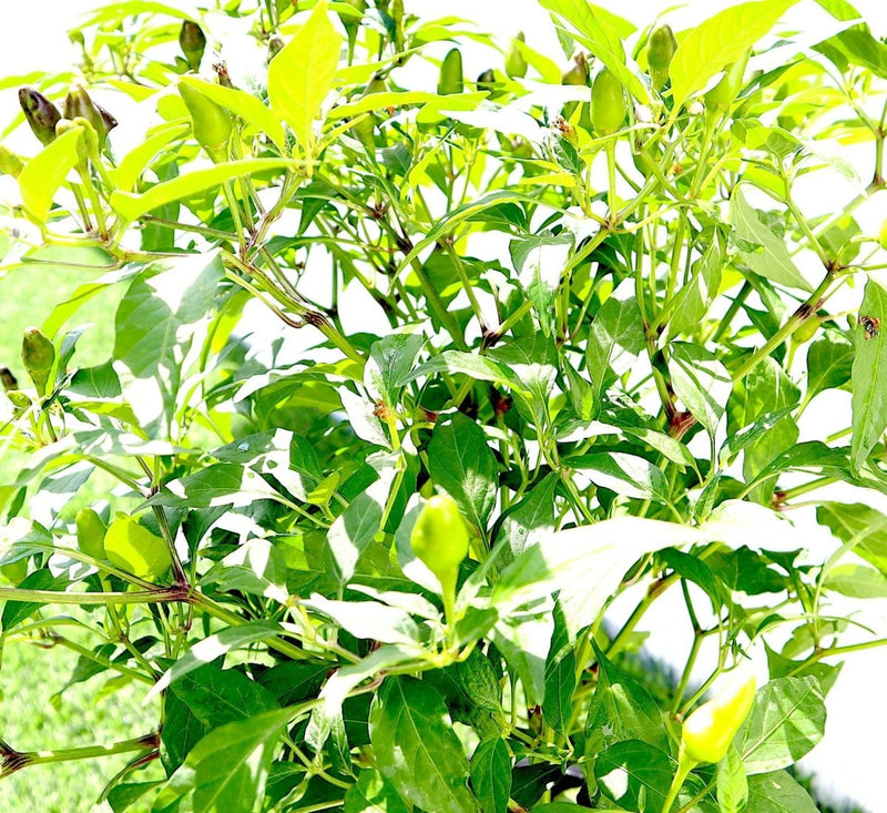 Ornamental pepper plant - Greensouq - 