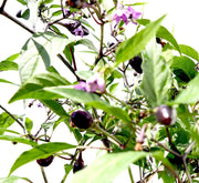 Ornamental pepper plant - Greensouq - 