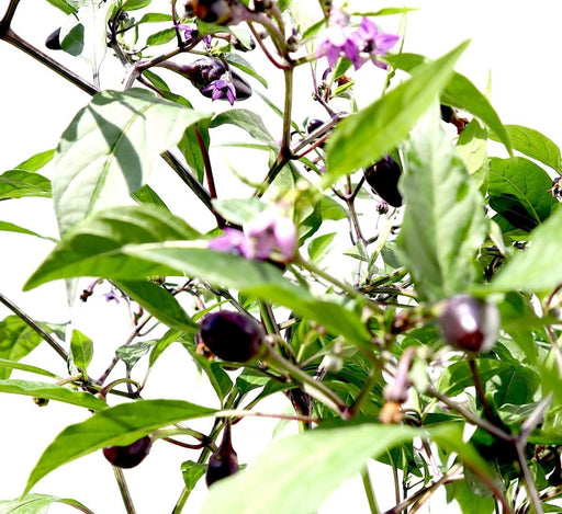 Ornamental pepper plant - Greensouq - 