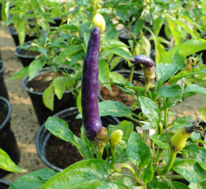 Ornamental pepper plant - Greensouq - 