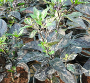 Ornamental pepper plant - Greensouq - 
