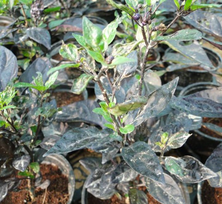 Ornamental pepper plant - Greensouq - 