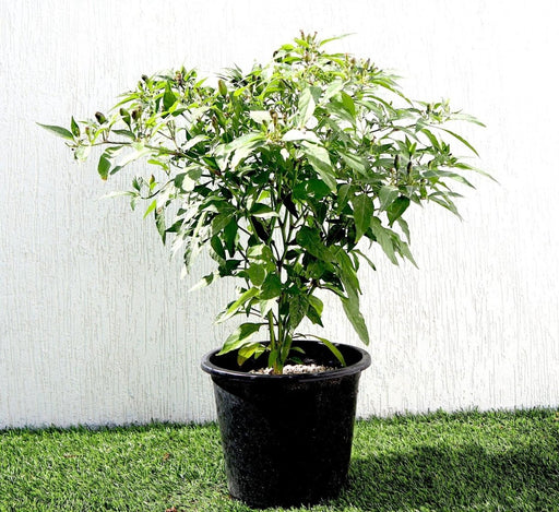 Ornamental pepper plant - Greensouq - 