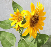 Ornamental Sunflower "Helianthus annuus" 0.3 - 0.4m 2Ltr Pot - Greensouq - 