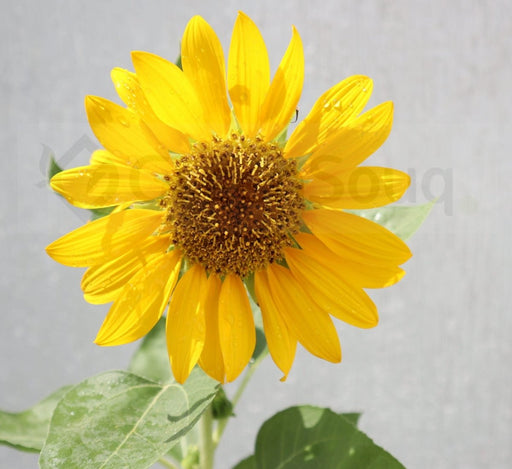 Ornamental Sunflower "Helianthus annuus" 0.3 - 0.4m 2Ltr Pot - Greensouq - 