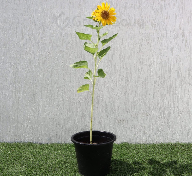 Ornamental Sunflower "Helianthus annuus" 0.3 - 0.4m 2Ltr Pot - Greensouq - 