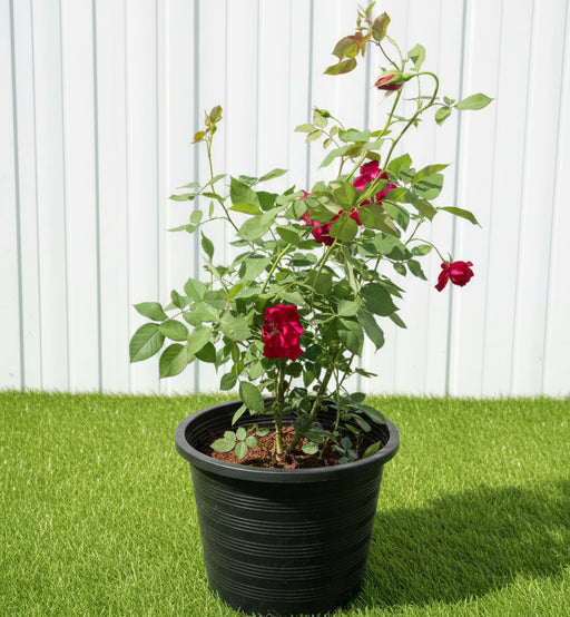 🌹 Outdoor Rose Plant Mix - Dubai Garden Glory! - Greensouq - 