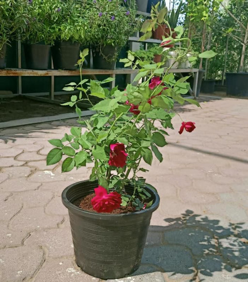 🌹 Outdoor Rose Plant Mix - Dubai Garden Glory! - Greensouq - 